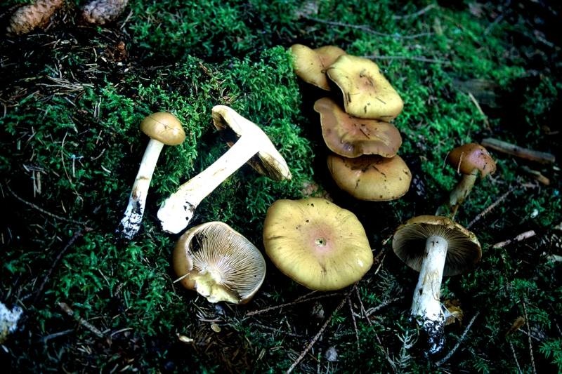 Cortinarius subhygrophanicus